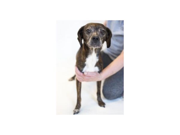 Terrier Mix-DOG-Female-Brindle with White-2505-Petland Norwin, PA