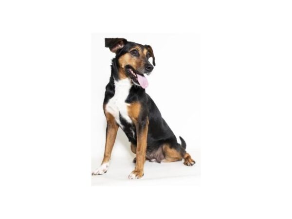 Hound Mix DOG Female Tricolor 2503 Petland Norwin, PA