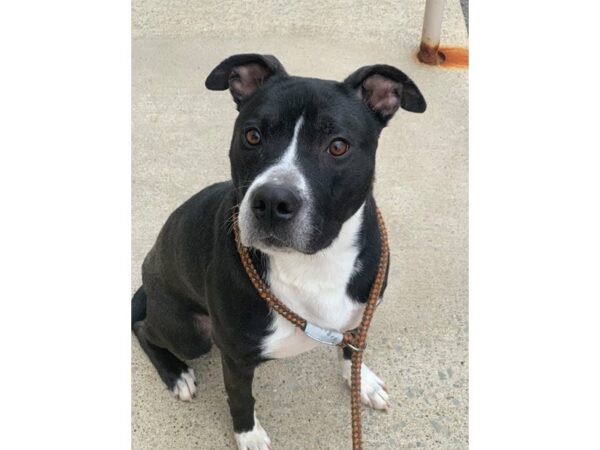 Pit Bull Mix DOG Male Black and White 2519 Petland Norwin, PA