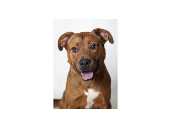 Pit Bull Mix DOG Male Brown and White 2515 Petland Norwin, PA