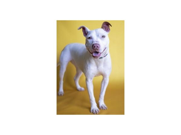 Pit Bull Mix DOG Female White and Tan 2518 Petland Norwin, PA