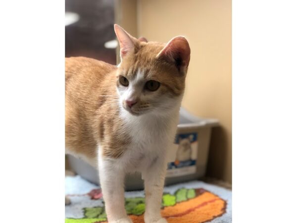 Domestic Short Hair CAT Female Orange and White 2533 Petland Norwin, PA