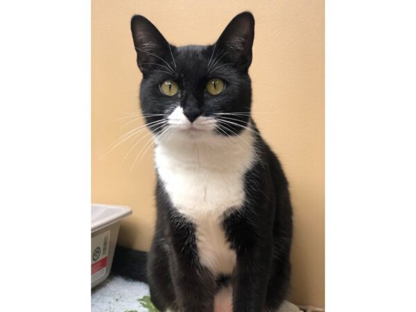 Domestic Short Hair CAT Female Black and White 2531 Petland Norwin, PA