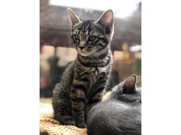 Domestic Short Hair CAT Female Brown Tabby 2525 Petland Norwin, PA