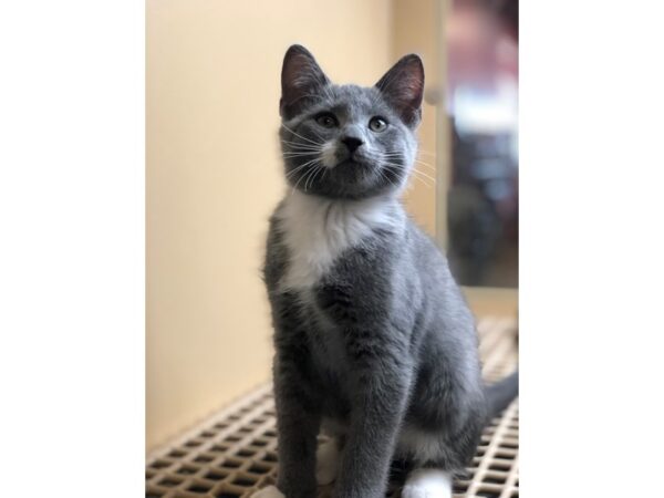 Domestic Short Hair CAT Male Gray and White 2524 Petland Norwin, PA