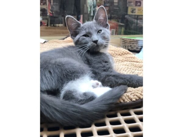 Domestic Shorthair-CAT-Male-Grey and White-2522-Petland Norwin, PA