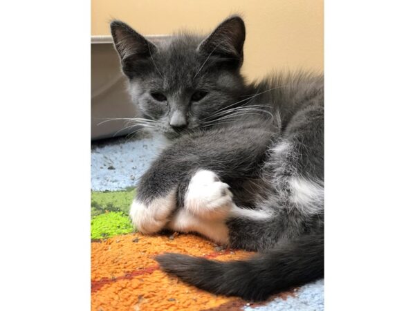 -----Petland Norwin, PA