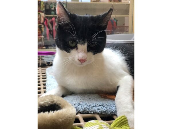 Domestic Short Hair CAT Male Black and White 2527 Petland Norwin, PA