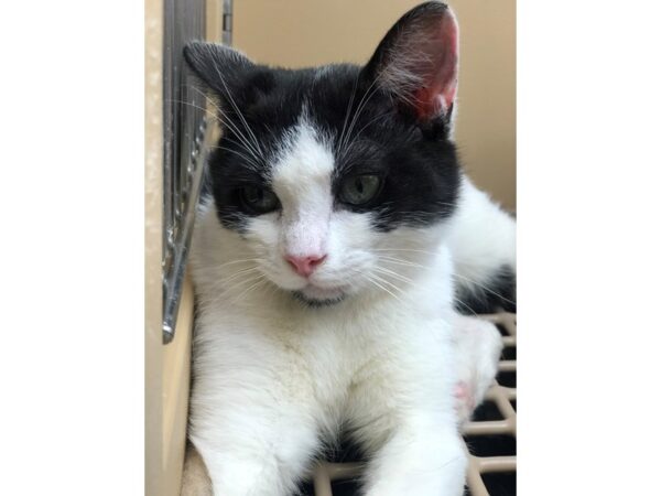 Domestic Short Hair CAT Male Black and White 2528 Petland Norwin, PA