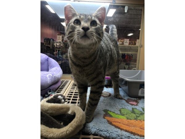 Domestic Short Hair CAT Male Black and Grey Tabby 2530 Petland Norwin, PA