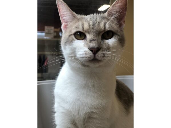 Domestic Short Hair CAT Female Grey and White 2526 Petland Norwin, PA