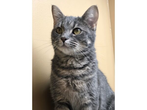 Domestic Short Hair CAT Female Gray 2532 Petland Norwin, PA