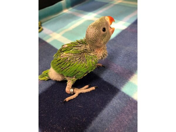 Green Indian Ringneck Parakeet-BIRD-Male--2536-Petland Norwin, PA