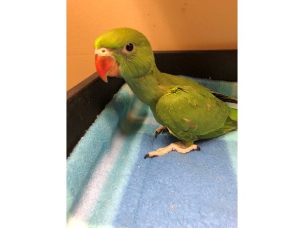 Green Indian Ringneck Parakeet BIRD Male 2535 Petland Norwin, PA