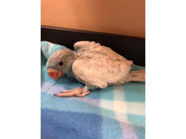 Lace Wing Indian Ringneck BIRD Male 2537 Petland Norwin, PA