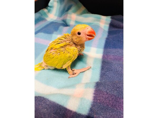 Lime Indian Ringneck BIRD Male 2538 Petland Norwin, PA