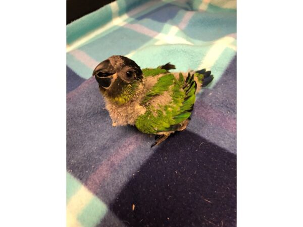 Nanday Conure BIRD Male 2540 Petland Norwin, PA