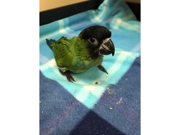 Nanday Conure-BIRD-Male--2539-Petland Norwin, PA