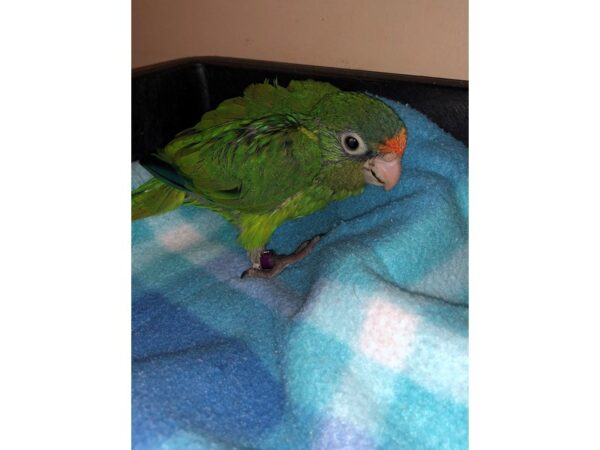 Halfmoon Conure BIRD Male 2541 Petland Norwin, PA