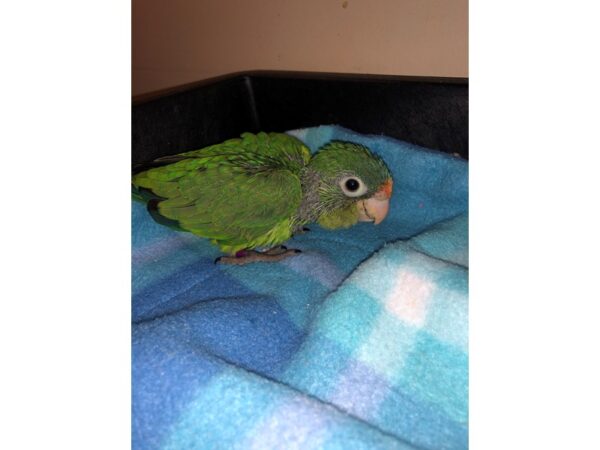 Halfmoon Conure-BIRD-Male--2542-Petland Norwin, PA