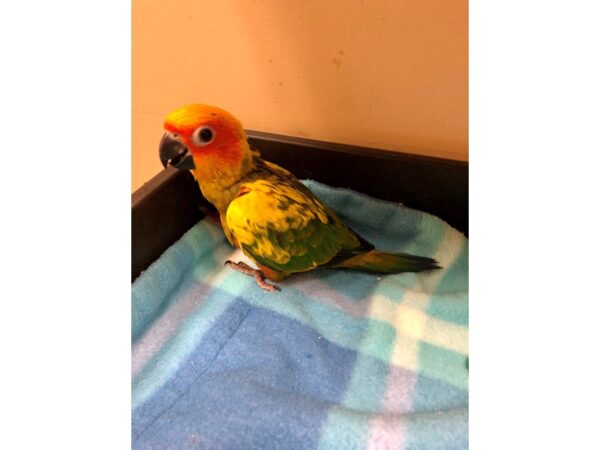 Sun Conure-BIRD-Male--2543-Petland Norwin, PA