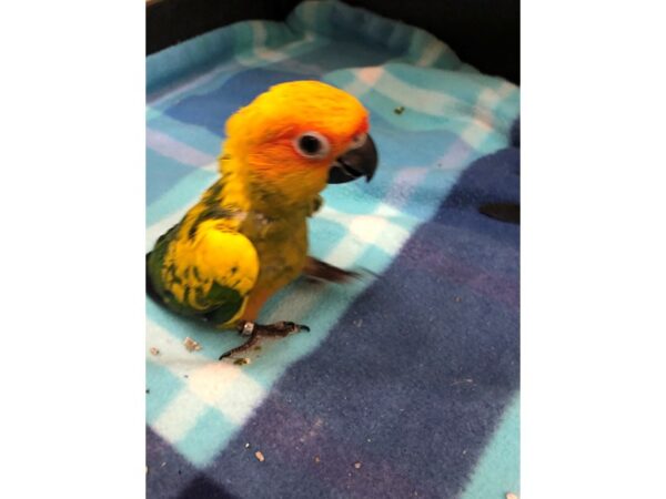 Sun Conure-BIRD-Male--2544-Petland Norwin, PA