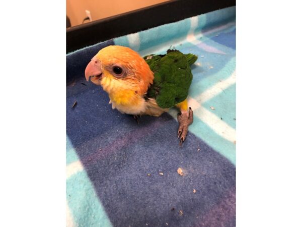 White Belly Caique BIRD Male 2546 Petland Norwin, PA