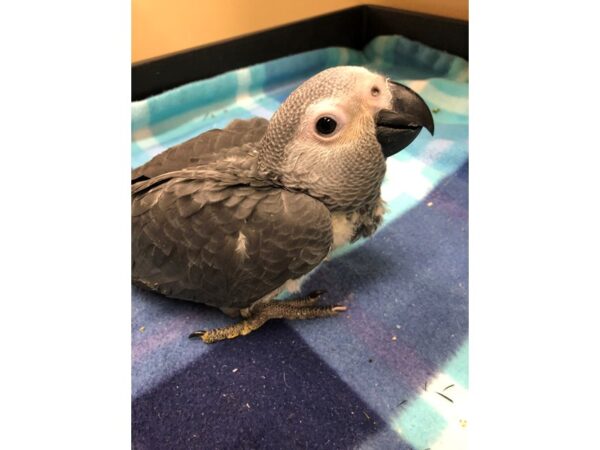 African Congo Grey BIRD Male 2547 Petland Norwin, PA