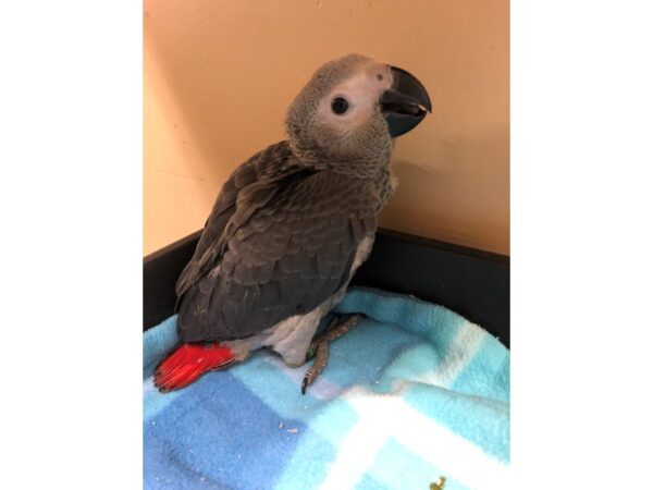 African Congo Grey-BIRD-Male--2548-Petland Norwin, PA