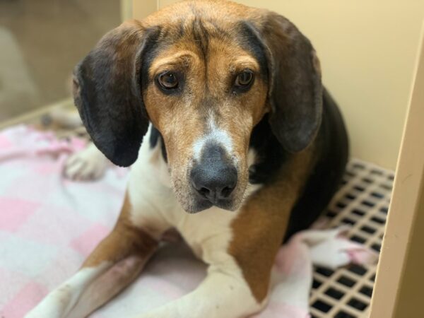 Hound Mix-DOG-Female-Tricolor-2508-Petland Norwin, PA