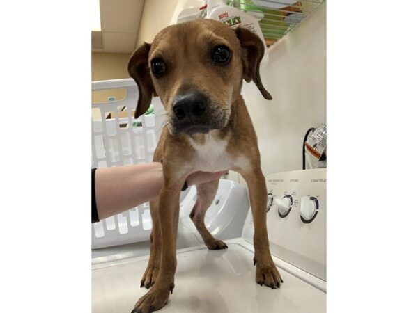 Terrier Mix-DOG-Male-Tan and White-2504-Petland Norwin, PA