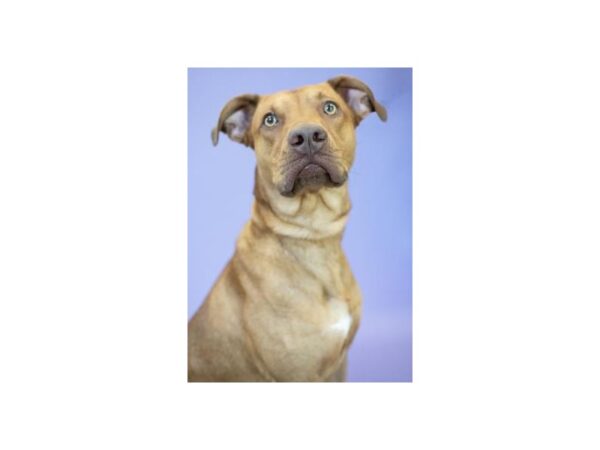 Labrador Retriever Mix DOG Male Red 2516 Petland Norwin, PA