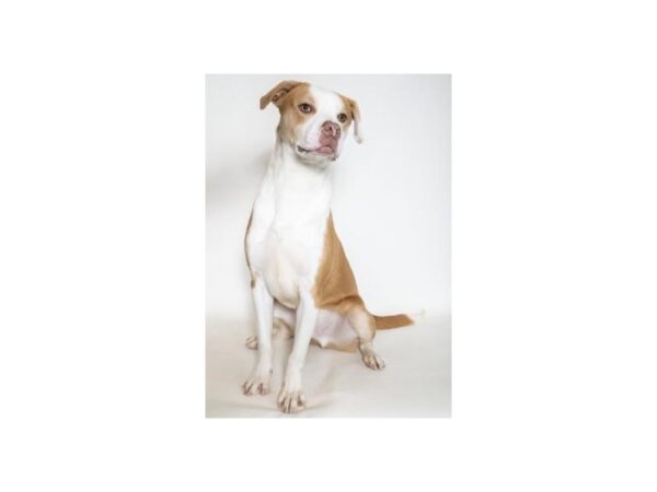 Pit Bull Mix-DOG-Male-Tan and White-2520-Petland Norwin, PA