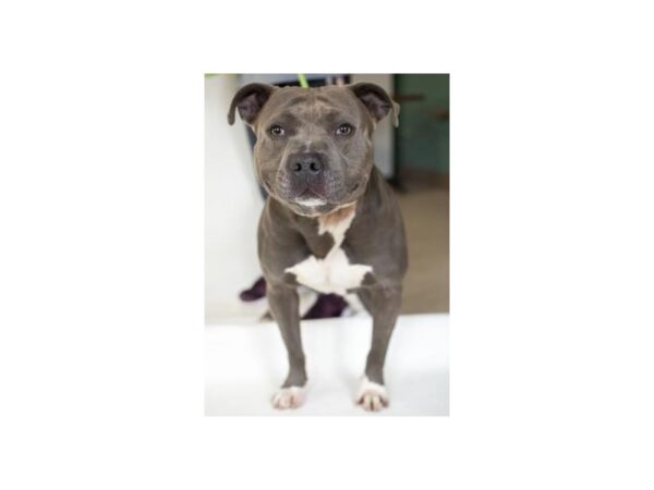 Pit Bull-DOG-Male-Gray and White-2549-Petland Norwin, PA