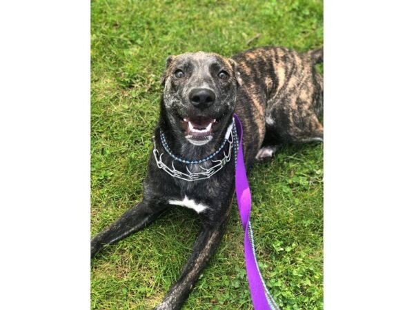 German Shepherd Mix DOG Female Brindle 2521 Petland Norwin, PA