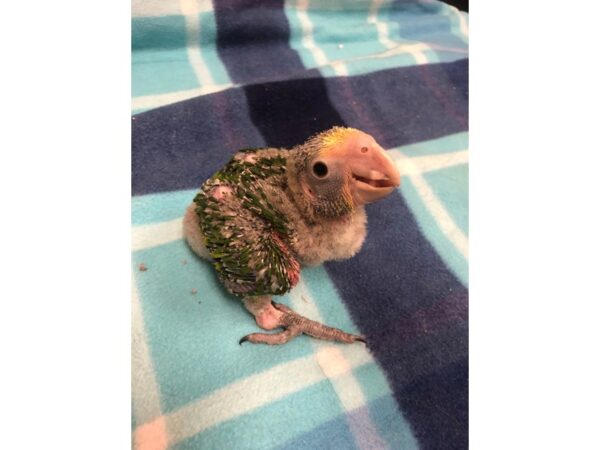 Double Yellow Headed Amazon BIRD Male 2550 Petland Norwin, PA