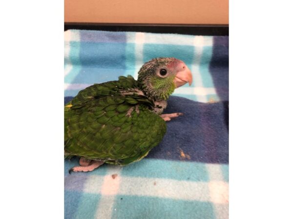 Red Lored Amazon-BIRD-Male--2551-Petland Norwin, PA