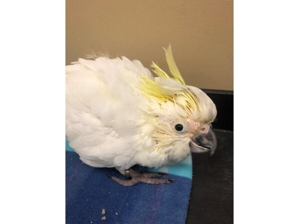 Greater Sulpher Cockatoo BIRD Female 2562 Petland Norwin, PA