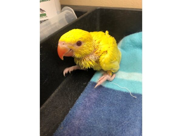 Lutino Indian Ringneck BIRD Male 2556 Petland Norwin, PA