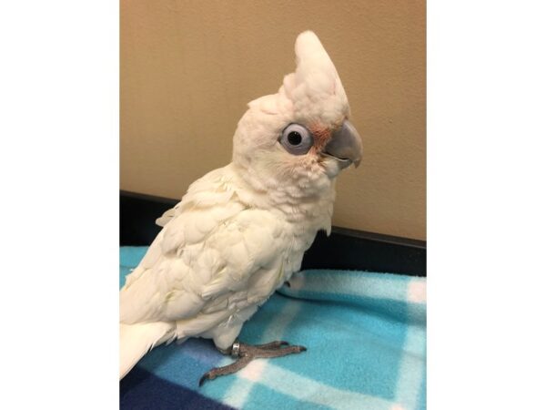 Goffin Cockatoo-BIRD-Male--2553-Petland Norwin, PA