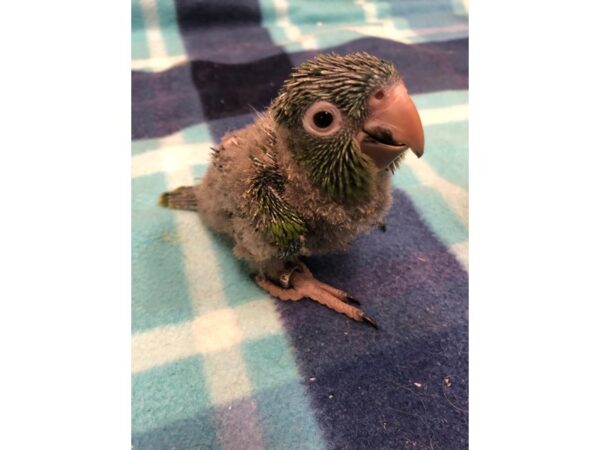 Blue Crowned Conure-BIRD-Male--2554-Petland Norwin, PA