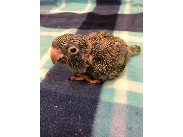 Blue Crowned Conure BIRD Male 2555 Petland Norwin, PA