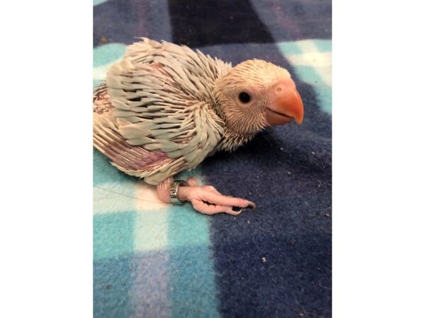 Lace Wing Indian Ringneck-BIRD-Male--2557-Petland Norwin, PA