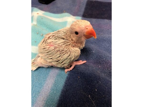 Lace Wing Indian Ringneck BIRD Male 2558 Petland Norwin, PA