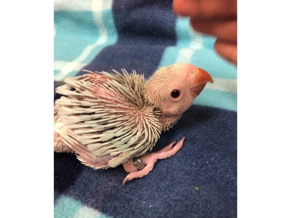 Lace Wing Indian Ringneck BIRD Male 2559 Petland Norwin, PA