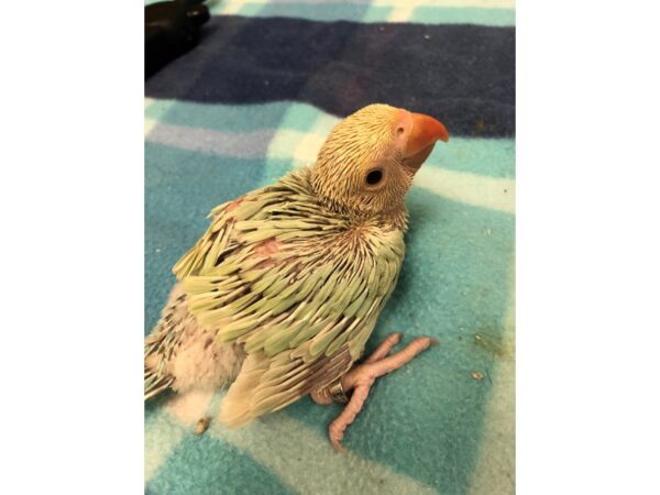 Lace Wing Indian Ringneck-BIRD-Male--2560-Petland Norwin, PA