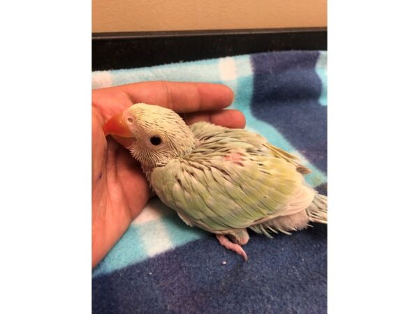 Lace Wing Indian Ringneck-BIRD-Male--2561-Petland Norwin, PA