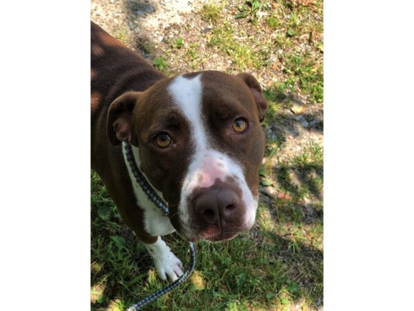 Pit Bull Mix DOG Female Brown and White 2569 Petland Norwin, PA