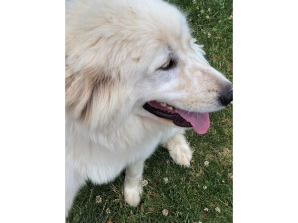 Great Pyrenees DOG Male White 2567 Petland Norwin, PA