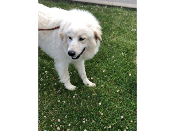 Great Pyrenees DOG Male White 2566 Petland Norwin, PA